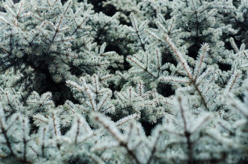 Free Close-up of dense evergreen pine tree branches creating a natural texture. Stock Photo