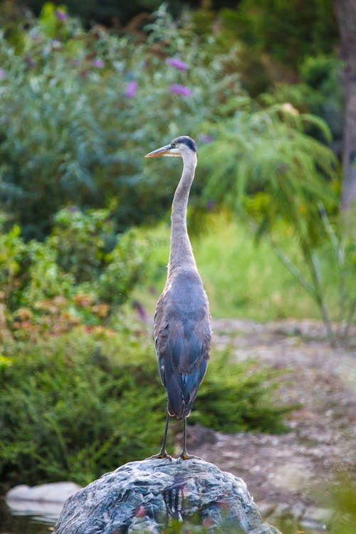 Kostnadsfri bild av bassäng, djur, everglades