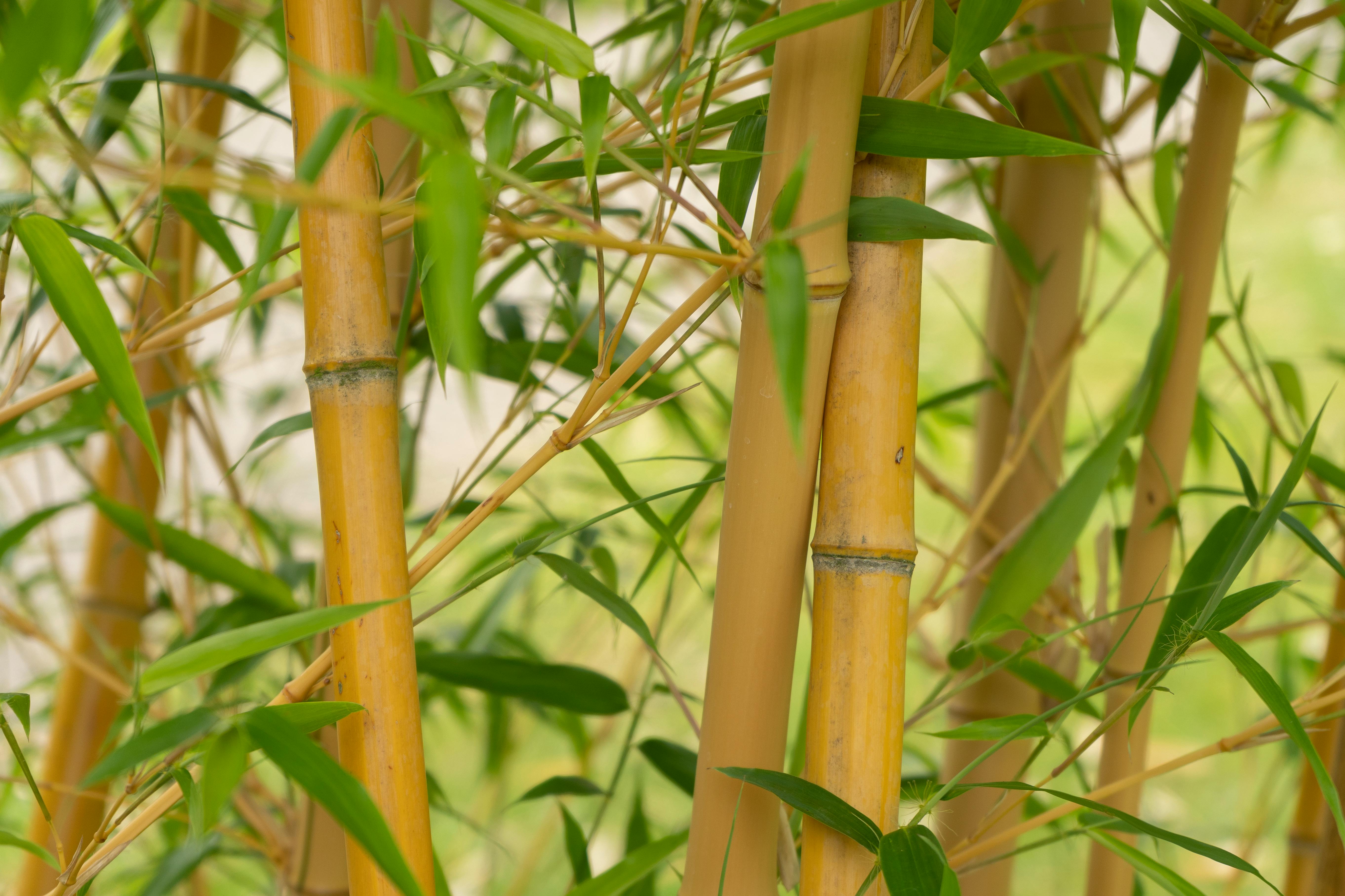 Free stock photo of bamboo, botanical, botany