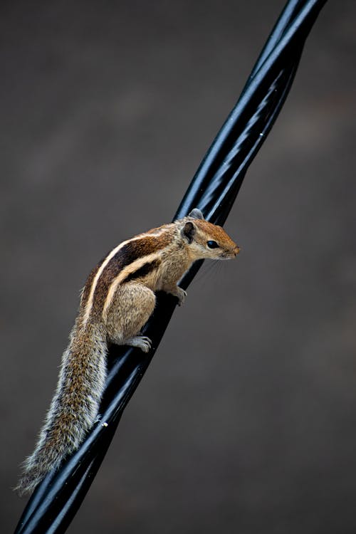 Fotos de stock gratuitas de afilado, al aire libre, animal