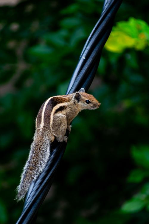 Free Close-up shot of an Indian Palm Squirrel perched on a wire against a lush green background. Stock Photo