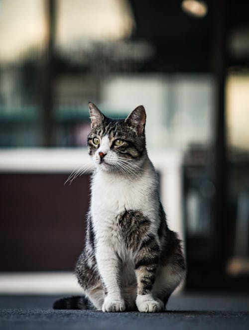 Foto profissional grátis de animal, animal de estimação, bigode de gato