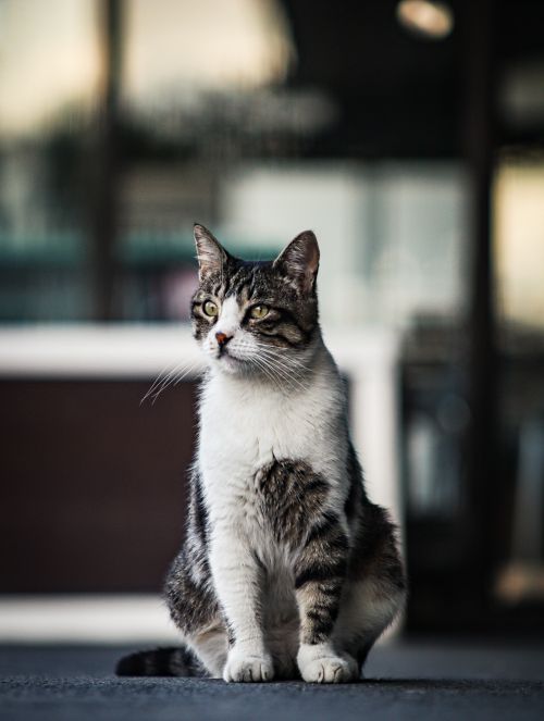 Free Tabby cat sitting indoors with selective focus, showcasing a serene and attentive posture. Stock Photo
