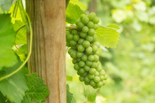 Free stock photo of botanical, fruit, grapes Stock Photo