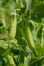 Close up of Pea