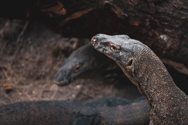 Close-up Photo Of Komodo Dragons