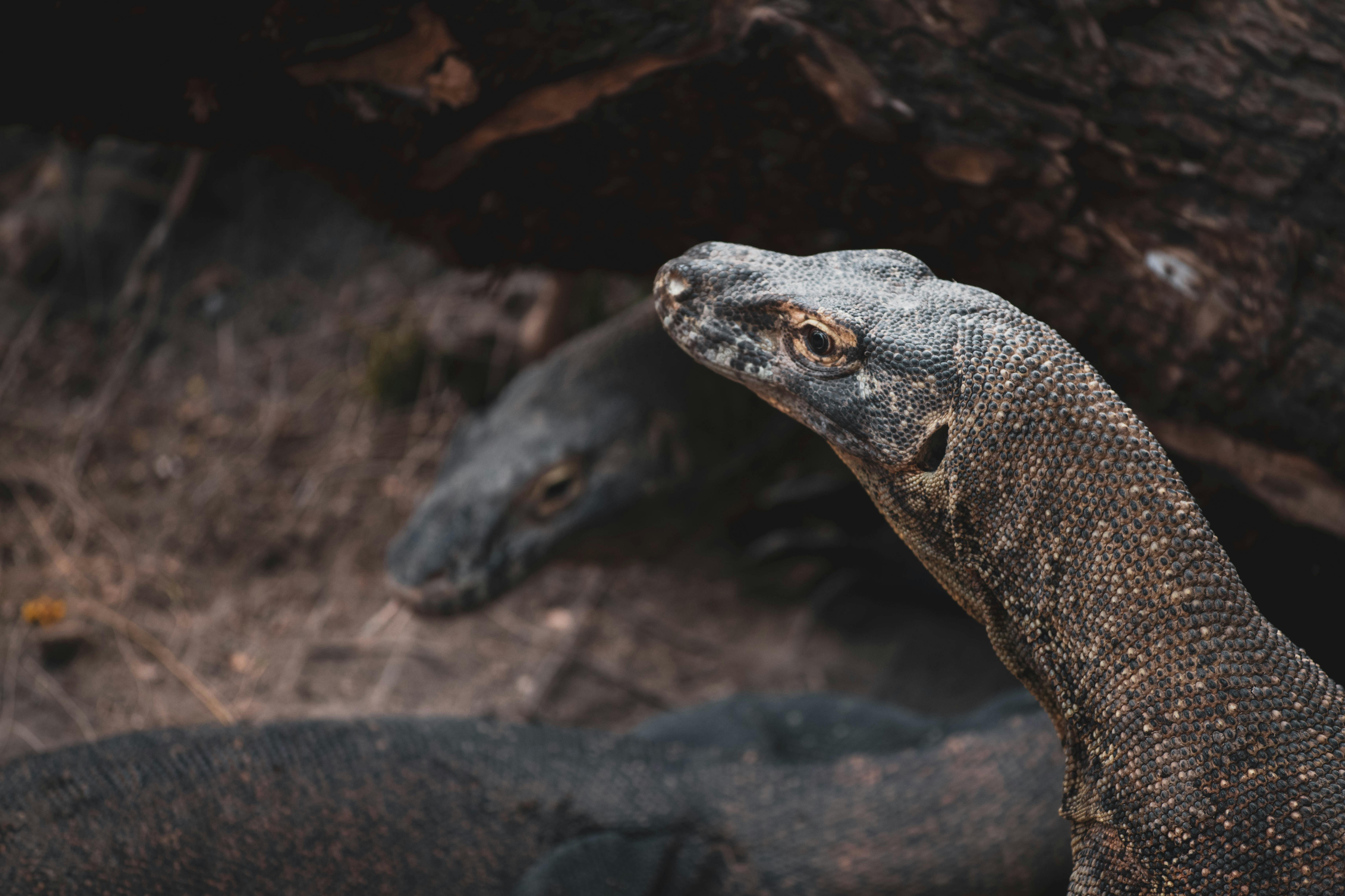 Komodo Wallpapers - Wallpaper Cave