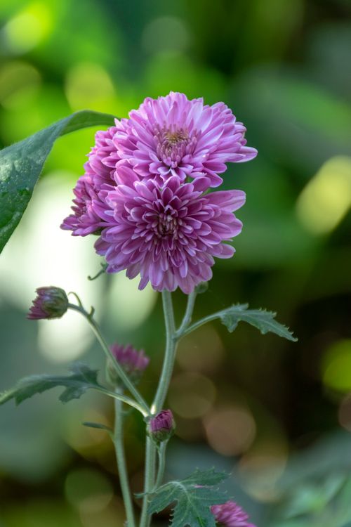 Free A vibrant pink chrysanthemum flower in bloom with lush green foliage background. Stock Photo