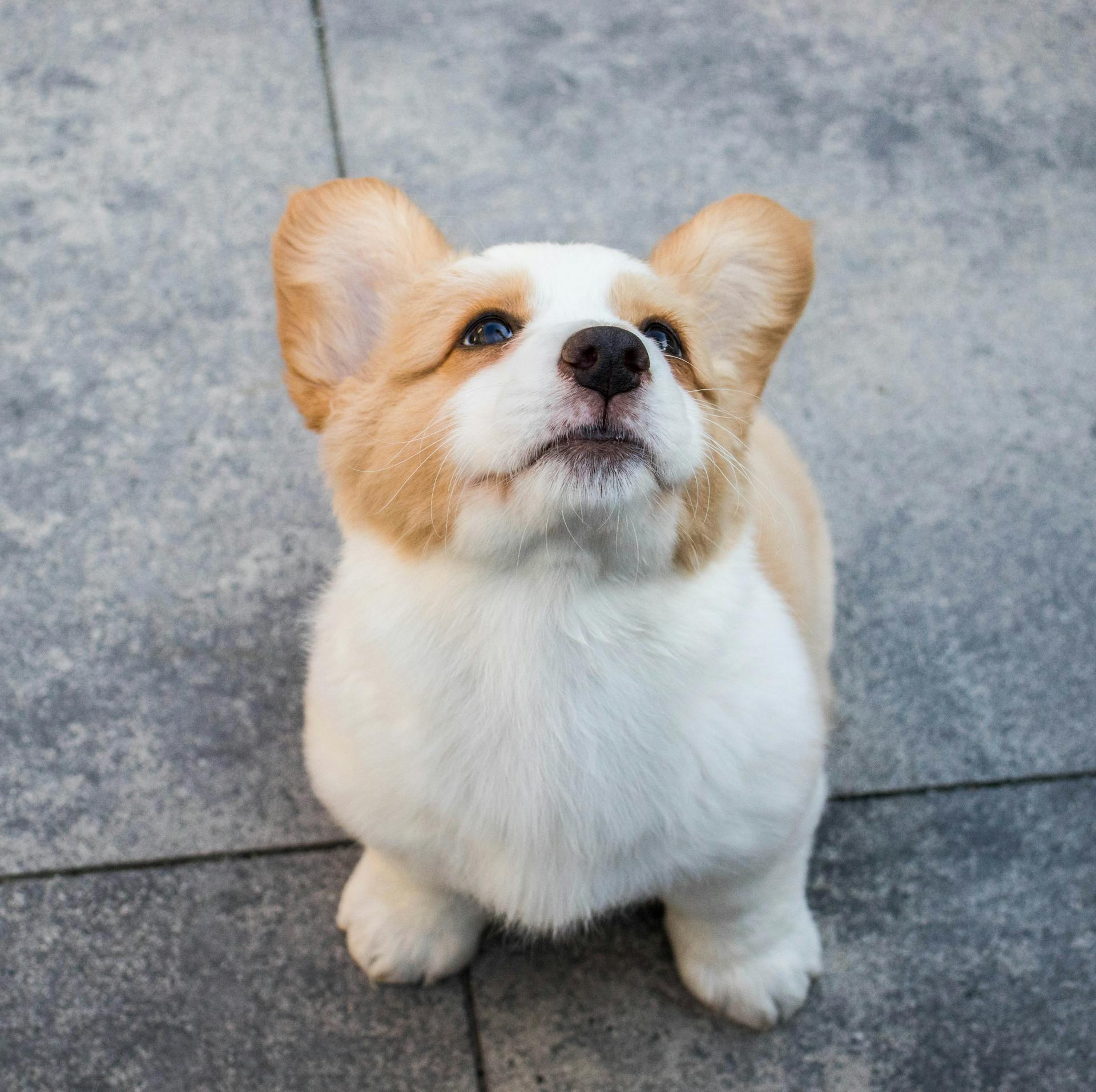 High-Angle Photo of a Corgi Looking Upwards