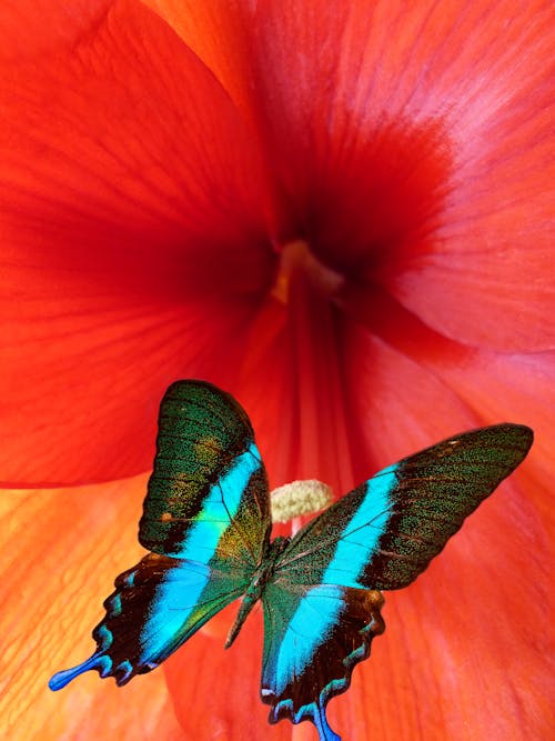 Bezpłatne Zbliżenie Motyla Ulysses Siedzący Na Czerwonym Kwiecie Zdjęcie z galerii