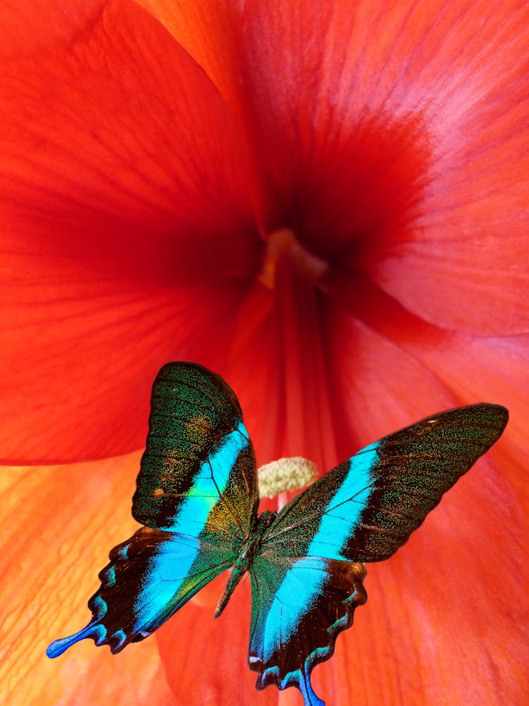 Close-Up Photo Of Ulysses Butterfly Perched On Red Flower