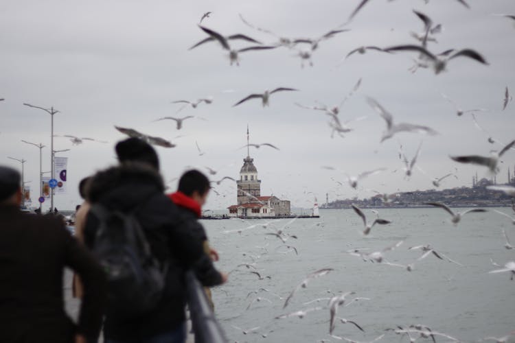 People Standing By The Sea With Birds Flying 