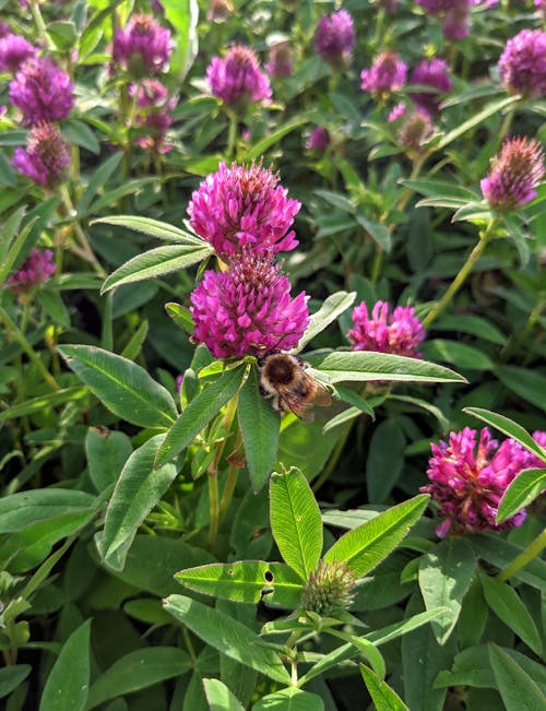 Δωρεάν στοκ φωτογραφιών με fabaceae, tatarstan, άγριος