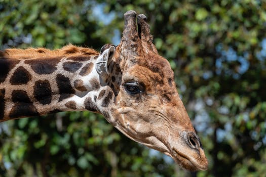 Detailed close-up of a giraffe's head in natural sunlight, Thailand.