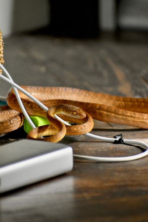 Free A brown snake intertwined with cables on a wooden surface in Queensland, Australia. Stock Photo