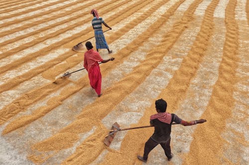 Foto profissional grátis de adulto, agricultura, agricultura rural