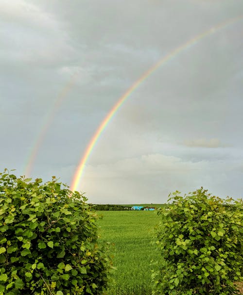 Immagine gratuita di agricolo, agricoltura, alberi