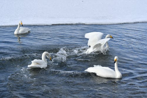 Fotobanka s bezplatnými fotkami na tému bazén, čajky, divočina