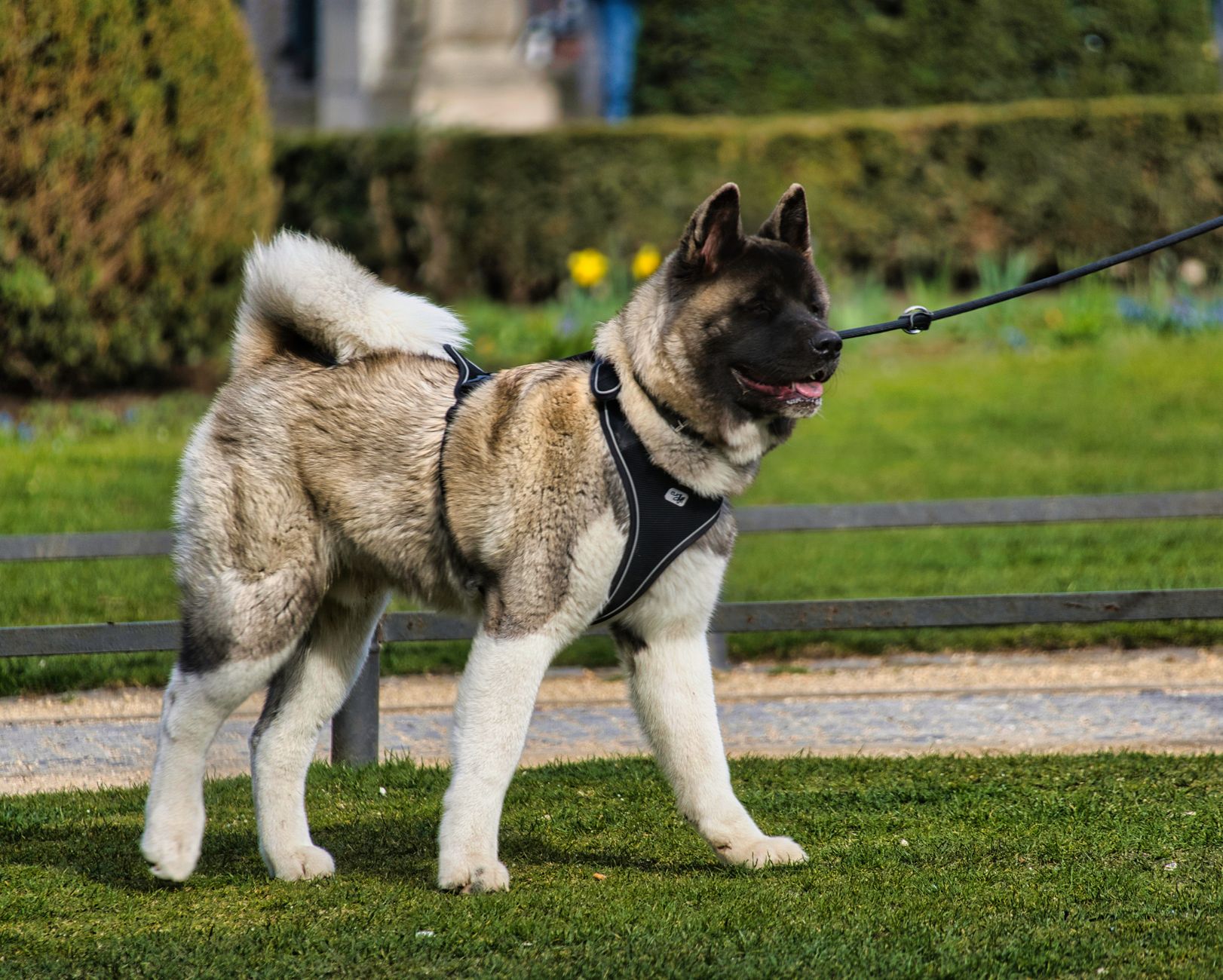 Amerikansk Akita
