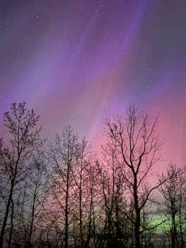 Vibrant aurora borealis illuminates the sky over silhouetted trees at twilight.
