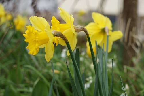 계절, 꽃, 노란 꽃잎의 무료 스톡 사진