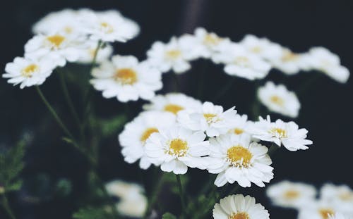 Photo De Fleurs Blanches