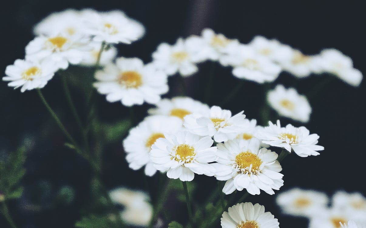 Free Photo Of White Flowers Stock Photo