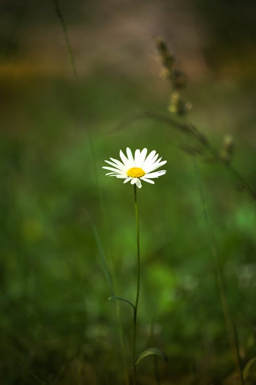 Gratis lagerfoto af bane, blad, blomst