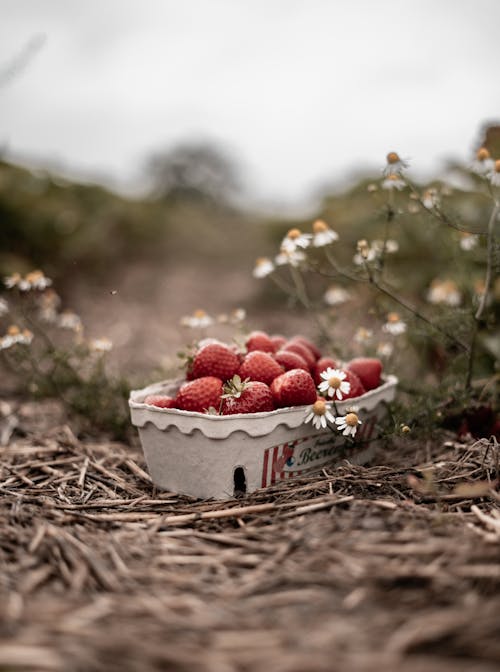 Strawberries in a box on the ground in a field