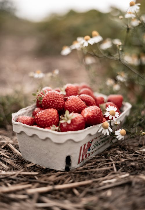 Foto d'estoc gratuïta de caixa d un sol ús, flors, fotografia d'aliments