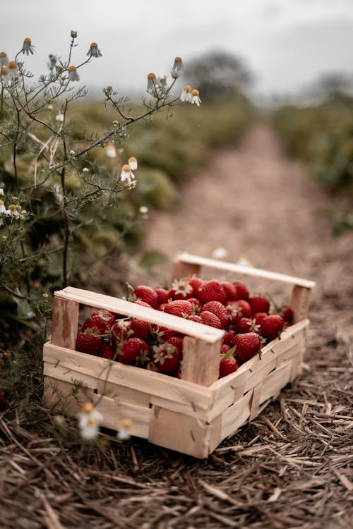 A wooden crate filled with strawberries sitting in the middle of a field