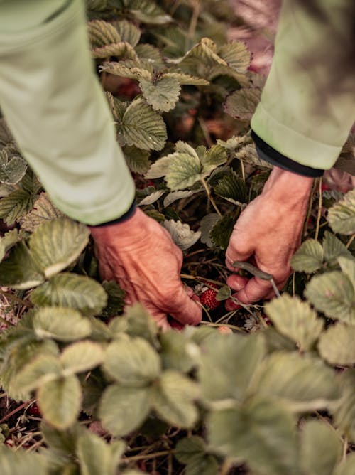 A person picking strawberries from a bush