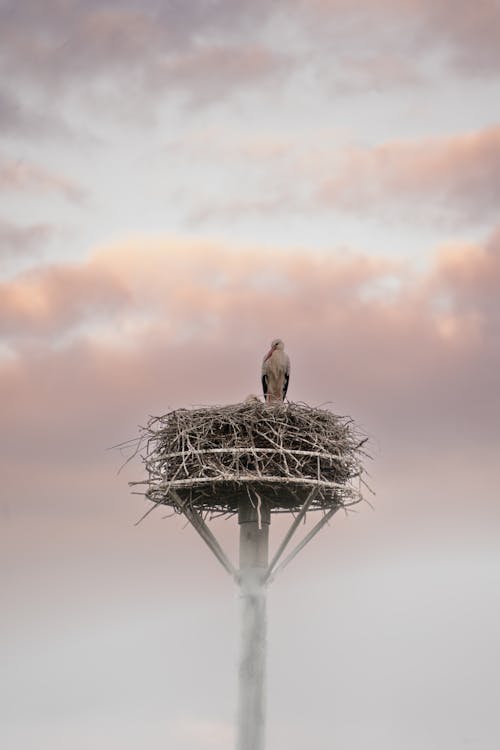 A bird is sitting on top of a nest