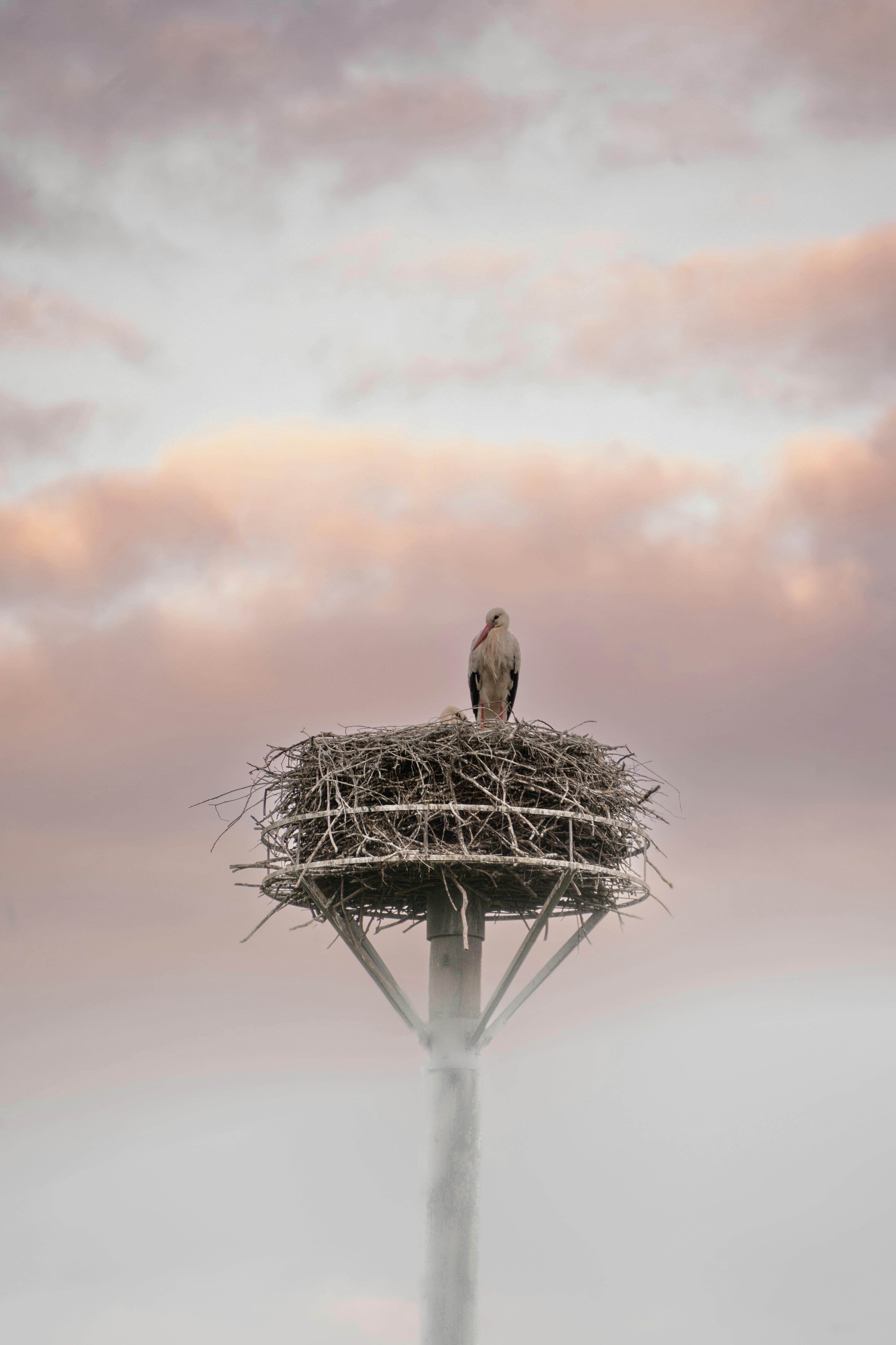 Free A bird is sitting on top of a nest Stock Photo