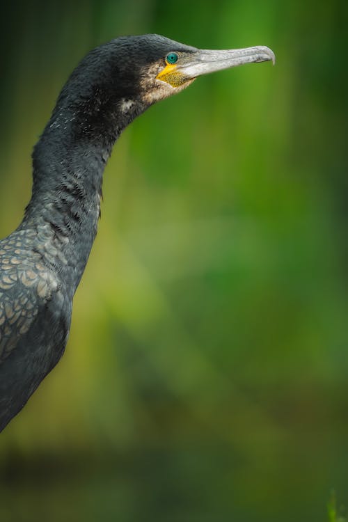 Kostnadsfri bild av blå, djur, everglades