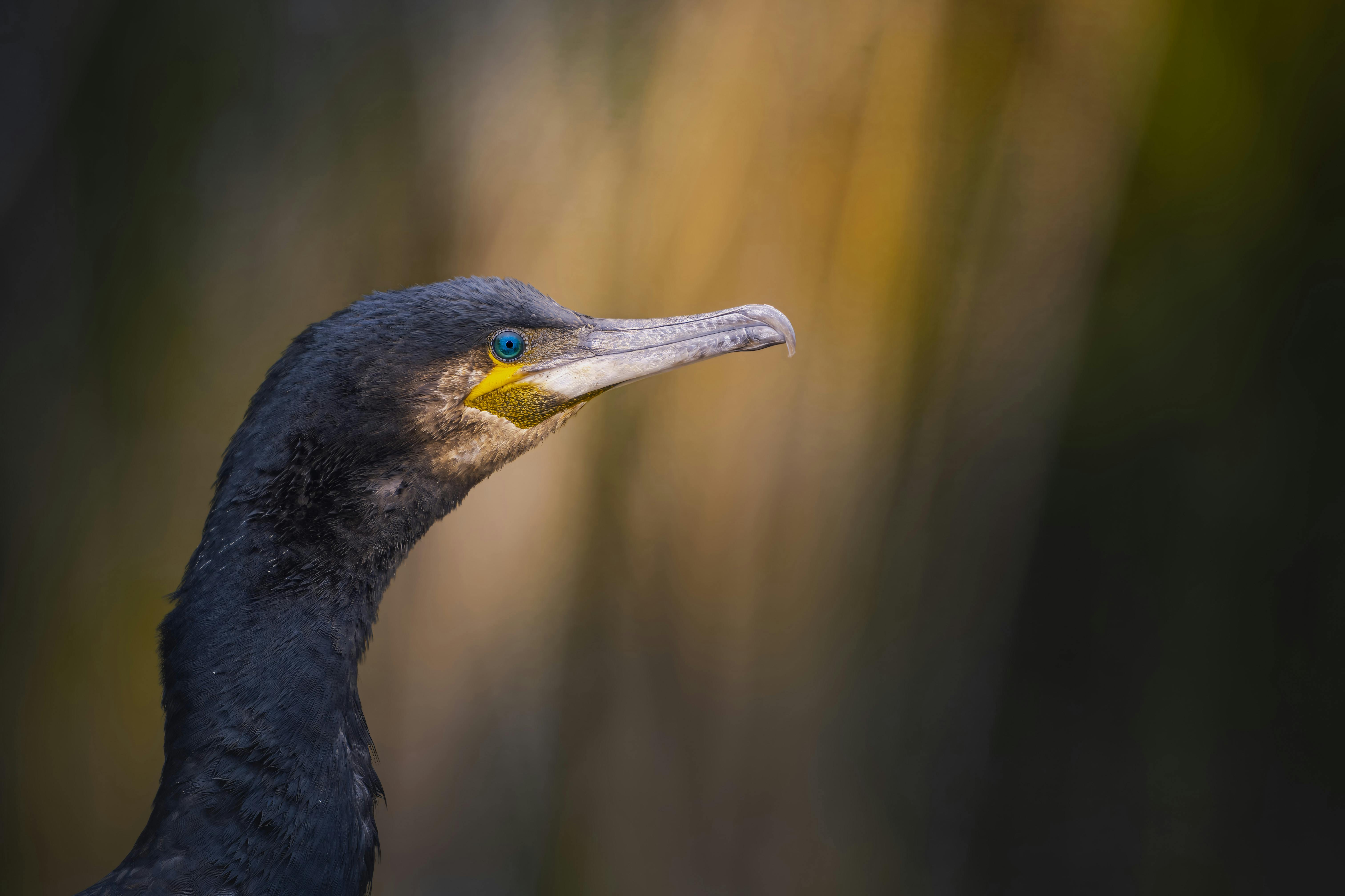 Detailed profile of a Great Cormorant in its natural habitat, showcasing its unique features.