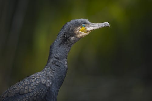 Kostnadsfri bild av blå, djur, everglades