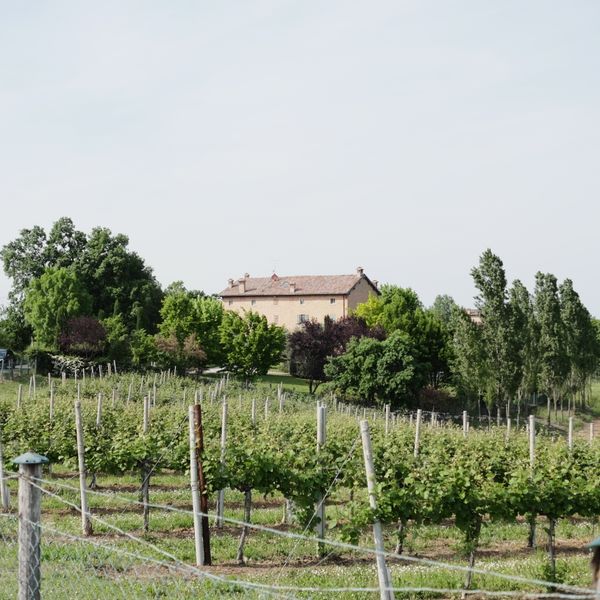 Rural vineyard with a farmhouse in the background, photo by Benoit Roy on Pexels