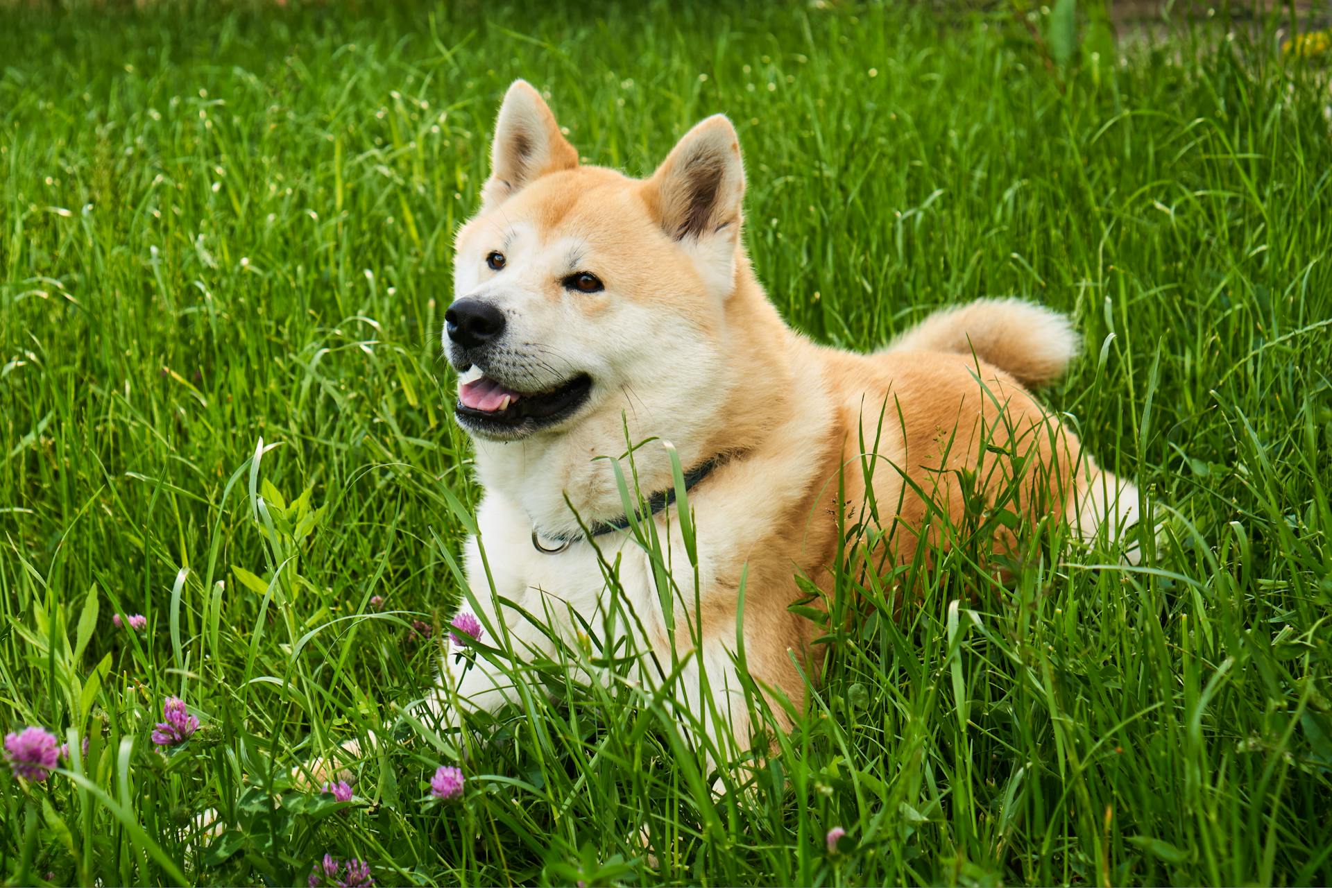 A Dog Lying on the Ground