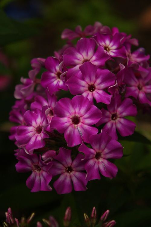 Free A stunning close-up of pink phlox flowers showcasing vivid colors and delicate details. Stock Photo