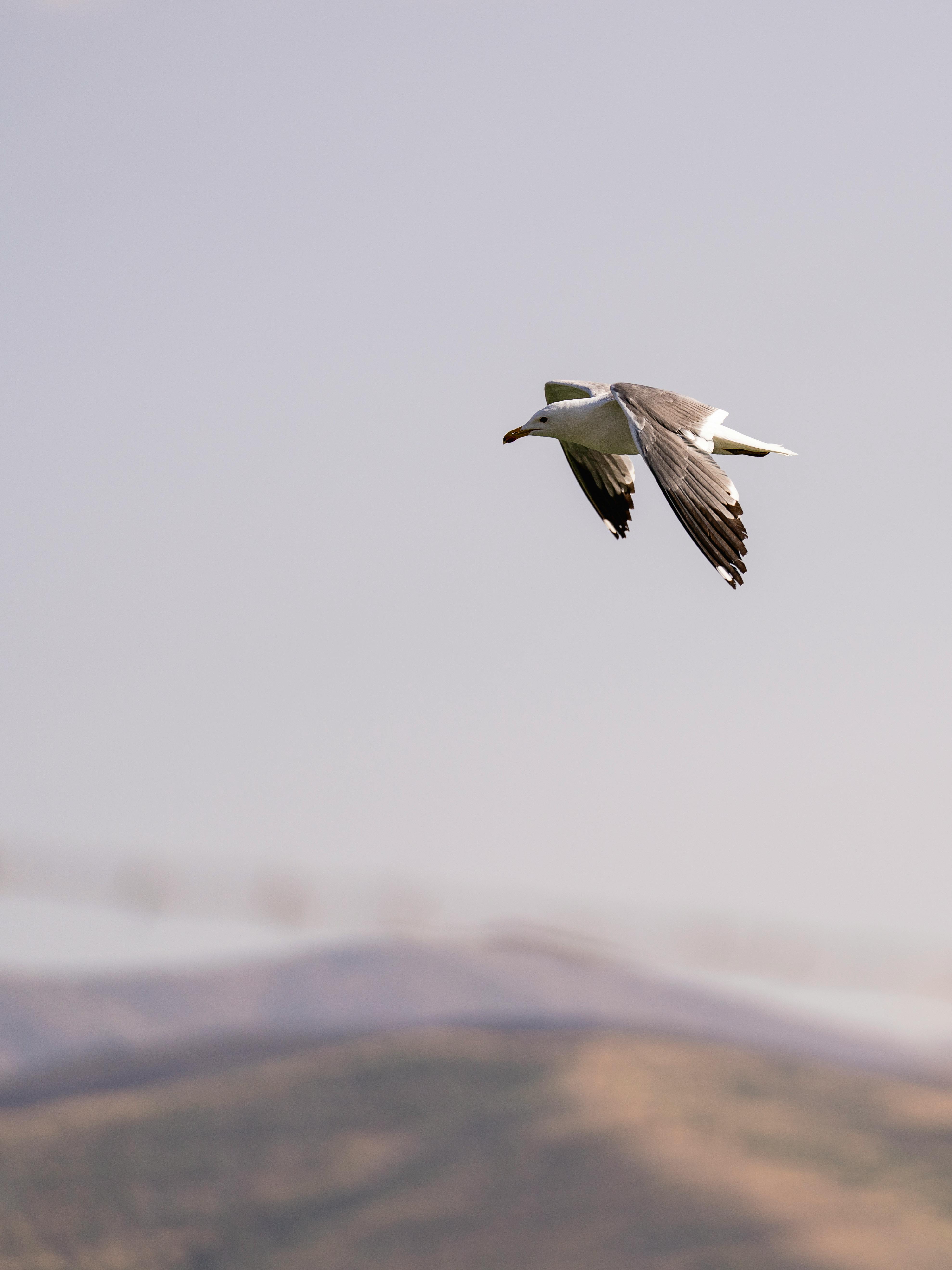 Close-up of an Audouin's Gull (Ichthyaetus audouinii) flying over Pertek, Tunceli, Türkiye.