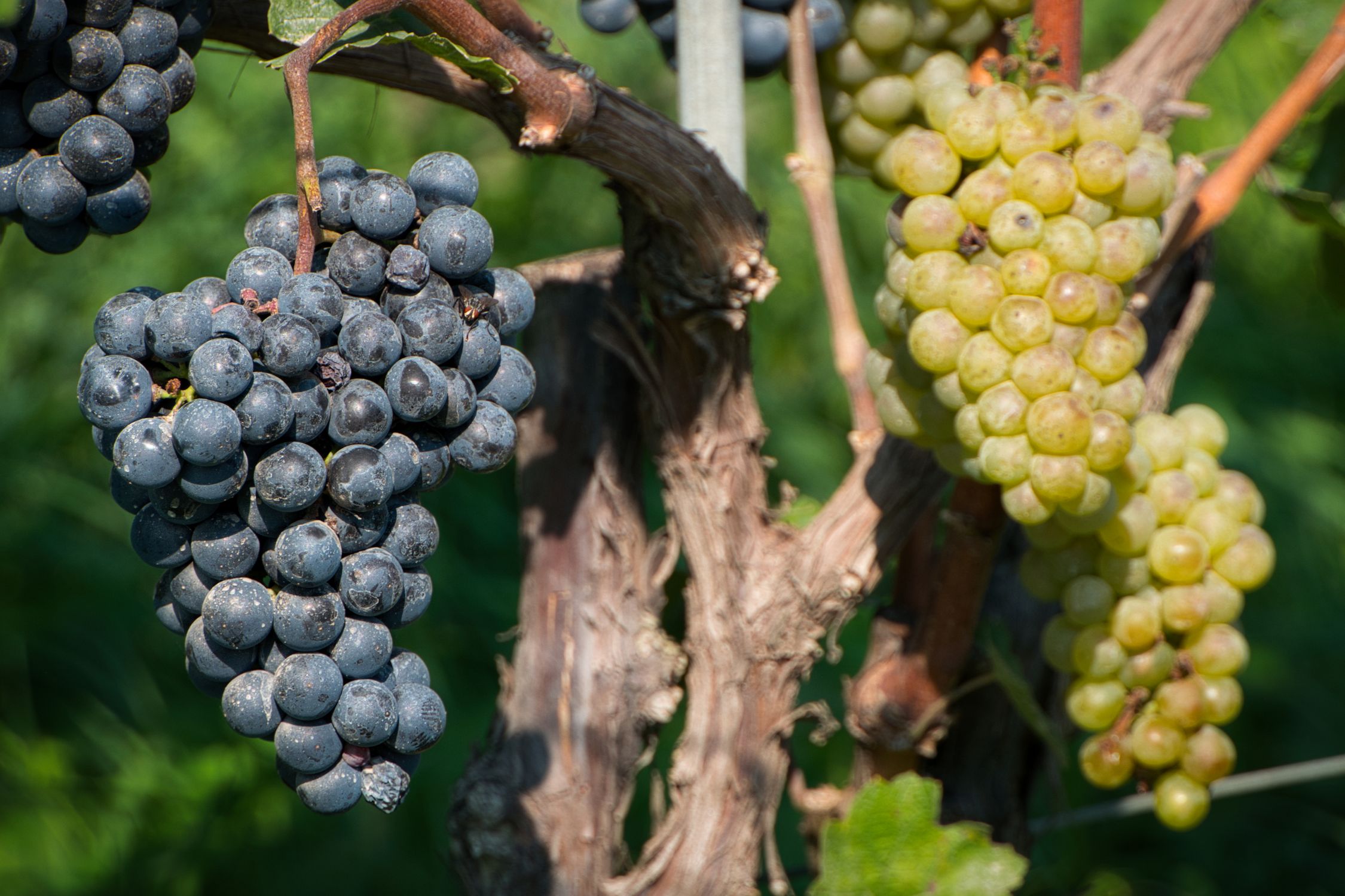 Grapes on Tree · Free Stock Photo
