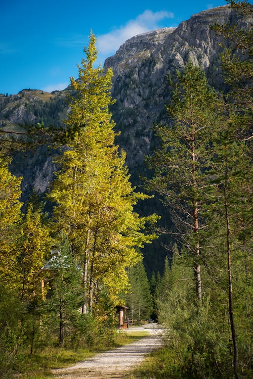 Gratis stockfoto met barbaars, berg, blad