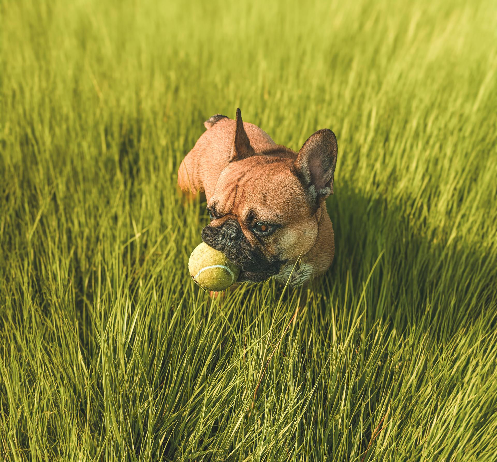 Bulldog français avec une balle de tennis