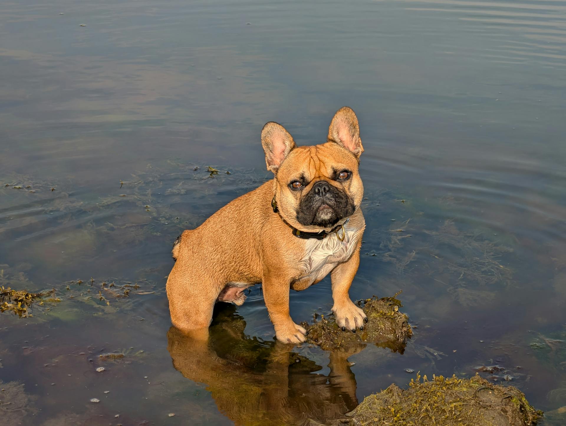 French Bulldog by the Lake