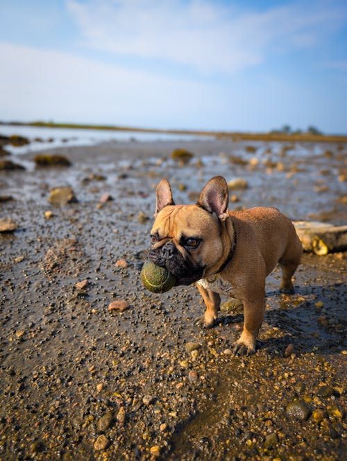 Fotobanka s bezplatnými fotkami na tému domáce zviera, francúzsky buldoček, frenchie