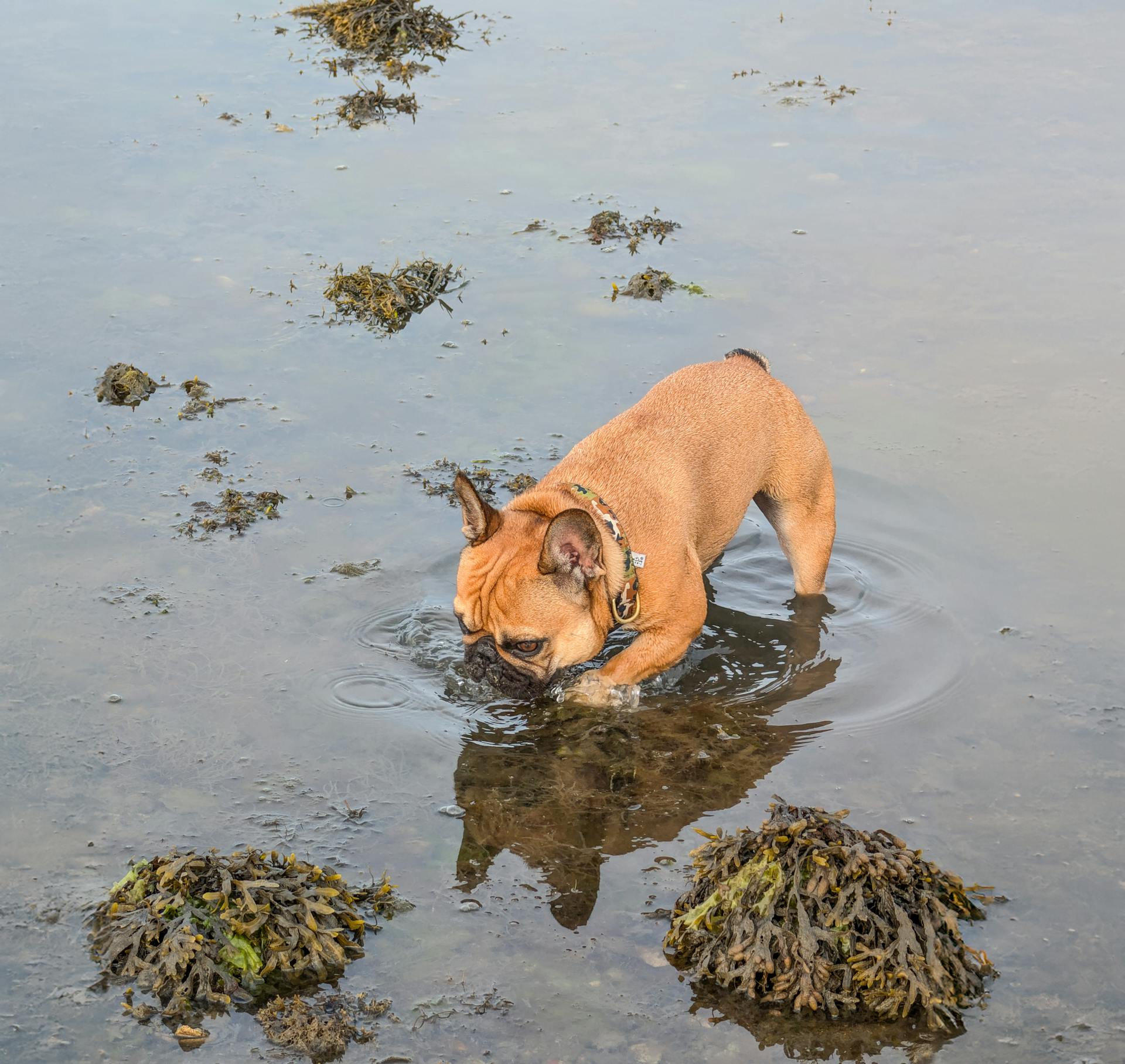 Bulldog Wading with Snout under Water