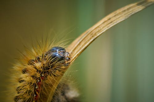 Darmowe zdjęcie z galerii z bezkręgowiec, biologia, caterpillar