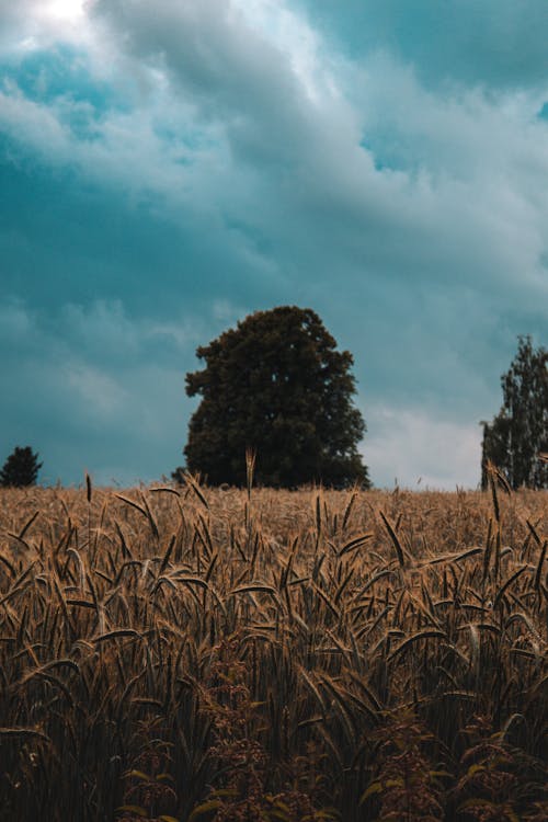 Darmowe zdjęcie z galerii z droga, drzewa, fotografia krajobrazowa