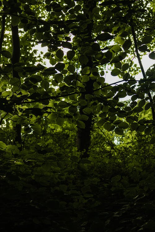 Darmowe zdjęcie z galerii z droga, drzewa, fotografia krajobrazowa